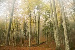 Krokar Forest, Slovenia