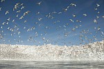 Eqi Glacier, Greenland