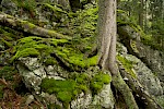 Bayerischer Wald, Deutschland