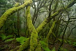 La Gomera, Kanaren