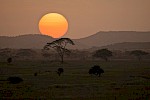 Serengeti, Tansania