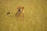 Masai Mara, Kenia