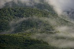 Mata Atlântica, Brasilien