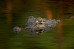 Pantanal, Brazil