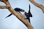 Pantanal, Brasilien