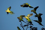 Pantanal, Brasilien