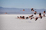 Sal de Uyuni, Bolivien