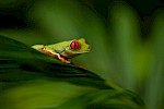 Monteverde, Costa Rica