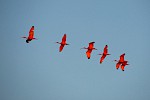 Parneiba Delta, Brazil