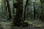 Cradle Mountain NP, Tasmania