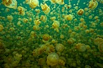 Jellyfish Lake, Palau