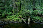 Styx River, Tasmanien