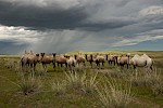 Dornod Steppe, Mongolei