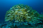 Raja Ampat, Indonesia