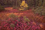 White Mountains, Canada