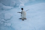 Antarctic Peninsula