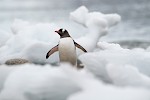 Antarctic Peninsula