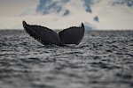 Antarctic Peninsula