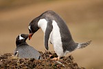 Stromness Bay, South Georgia