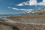 St. Andrews Bay, Südgeorgien